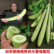  Mary sweet and crispy fruit cucumber seeds Organic crispy melon seeds Vegetable seeds Super long super sweet super crispy