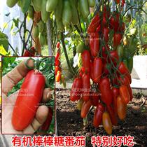 Lollipop small tomato seeds Italian imported vegetable seeds fruit flavor is very strong cherry tomatoes seeds