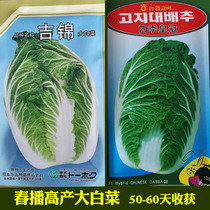 Ji Jinqiang spring Chinese cabbage seeds early maturity good resistance to bolting shell type early spring disease resistance high yield early maturity