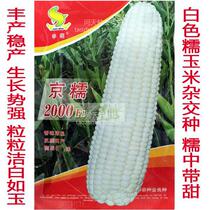 Jingke glutinous 2000 West Star white waxy white sweet waxy corn seed fragrance strong disease resistance high yield sweet