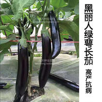 Dutch introduction of Black Beauty elgplant seeds green calyx Green to long eggplant seeds in the early maturing base of eggplant seeds