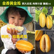 Golden fragrant golden melon seeds four famous melons melon seeds watermelon seeds fragrant and sweet 1kg 3 double