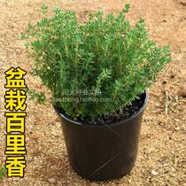 Thyme seeds herbs flowers gardening vegetables strong cold resistance refined aromatic essential oils
