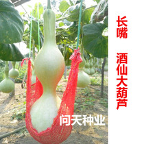 Shouguang vegetable seeds long mouth big wine gourd seeds craft gourd hand twist gourd seeds cauliflower seeds