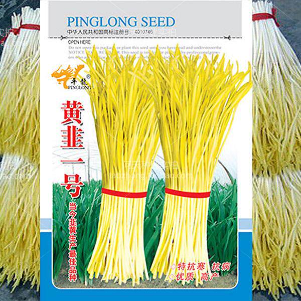High quality Leek seed yellow leek No.1 seed rich Leek seed yellow Leek seed cold resistance disease resistance to lodging