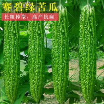 Dutch bitter gourd seeds Green Spring summer autumn and winter seasons high-yield seedlings four seasons spring vegetables fruit seeds seeds