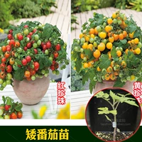 Четыре сезона короткие саженцы томатов красная жемчужная томатная саженцы саженцы овощные саженцы