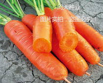 Farm carrot seeds vegetable seeds delicious vegetable gardens spring and autumn heat and drought resistance