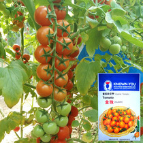 Nongyou Jinzhu Cherry Tomato Seeds Yellow Tomato Seeds Tomato Seeds Fruit and Vegetable Seeds