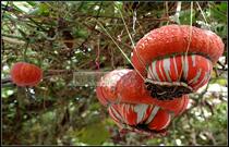 Incense melon seeds incense burner pumpkin seeds ornamental pumpkin seeds vegetable seeds good-looking delicious melon gallery with A