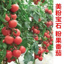 Original imported tomato beautiful pink gem tomato seeds imported tomato seeds imported tomato seeds cold resistant to low light