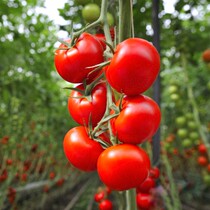 Syngenta Zidali Tomato Seeds Tomato Seeds Red Fruit Type High-yield Disease-resistant Vegetable Seeds