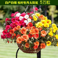 Пятьдесят тысяч зерен мацуны пион