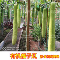 Shouguang vegetable seeds farmhouse melon seeds gourd seeds gourd seeds Pumpkin seeds gourd seeds