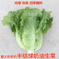 Italian organic half-ball cream lettuce seed meat thick tender and smooth growth fast salad oil consumption lettuce raw material