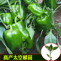 Space Chili seedlings spring sown vegetable seedlings pepper color pepper sweet pepper screws pepper pepper pepper pepper spring pepper vegetable seed seedlings