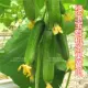 Семена огурца Green Baby Fruit 5 капсул