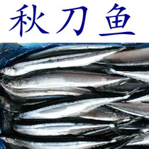 Saury 500g Price frozen eight catties fresh seafood deep sea fish Japanese and Korean barbecue fried