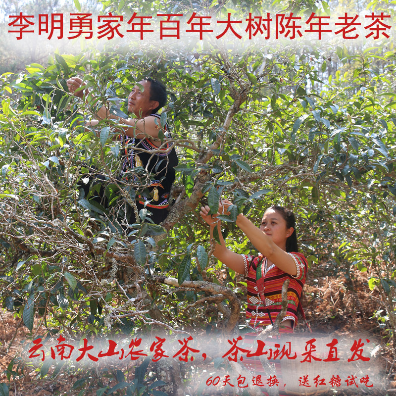 Yunnan Arbor tree spring ancient Tree Pu'er Tea Raw tea Bulk farm tea pure material aged Spring Tea Old tea 250g