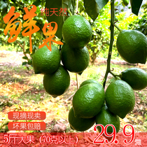Spot Yunnan Yulick lemon green lemon fresh seasonal fruit fresh fresh green lemon green 5kg