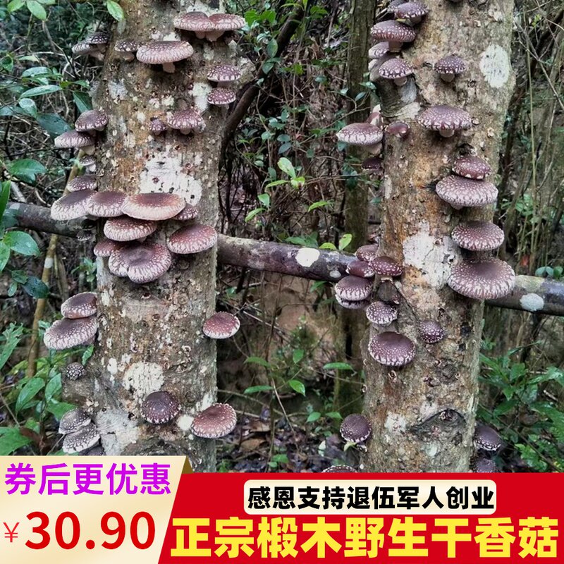 Wild Basswood Mushroom Dry Goods 500g Farmhouse Premium Shiitake Mushroom Hubei Native Bulk Mushroom New Goods Xiaoxiangru