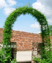 Climbing vegetable arch climbing vine flower Rack rose rose cucumber rack grape vines for family garden