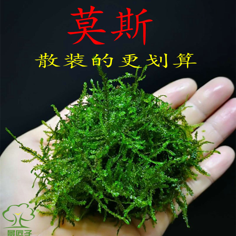 Large Triangle Moss Water Grass Bulk Stick Green Dragon Stone Build View Slug Moss Water Cylinder Build Landscape Pine and Tears Tweeter