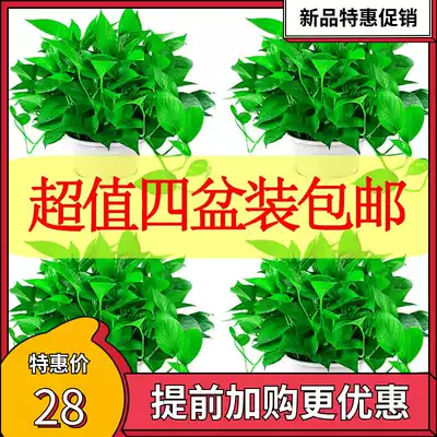 Golden Ge potted plant indoor absorption of formaldehyde big leaves long Vine gold Ge hydroponic chlorophyte plant flower green building