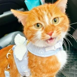 Ангело крыло Тулот -веревка Слэйд -кошка из грудных ремней направления и освободись от веревочных кошек Специальные веревки для собак, ходячие веревки для кошек