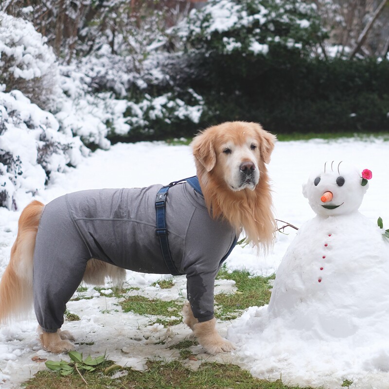 Golden Mao Seven Treasure Home Finland Hurtta Humvee Outdoor Dog clothes autumn winter warm cover shirt comfortable four-leggings T-shirt-Taobao