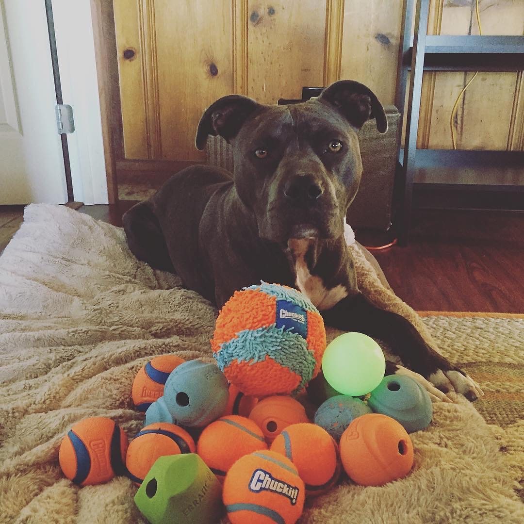 Golden Retriever Shippo Home is full of balls CHUKIT imported pet dog toy ball bite patrol interaction