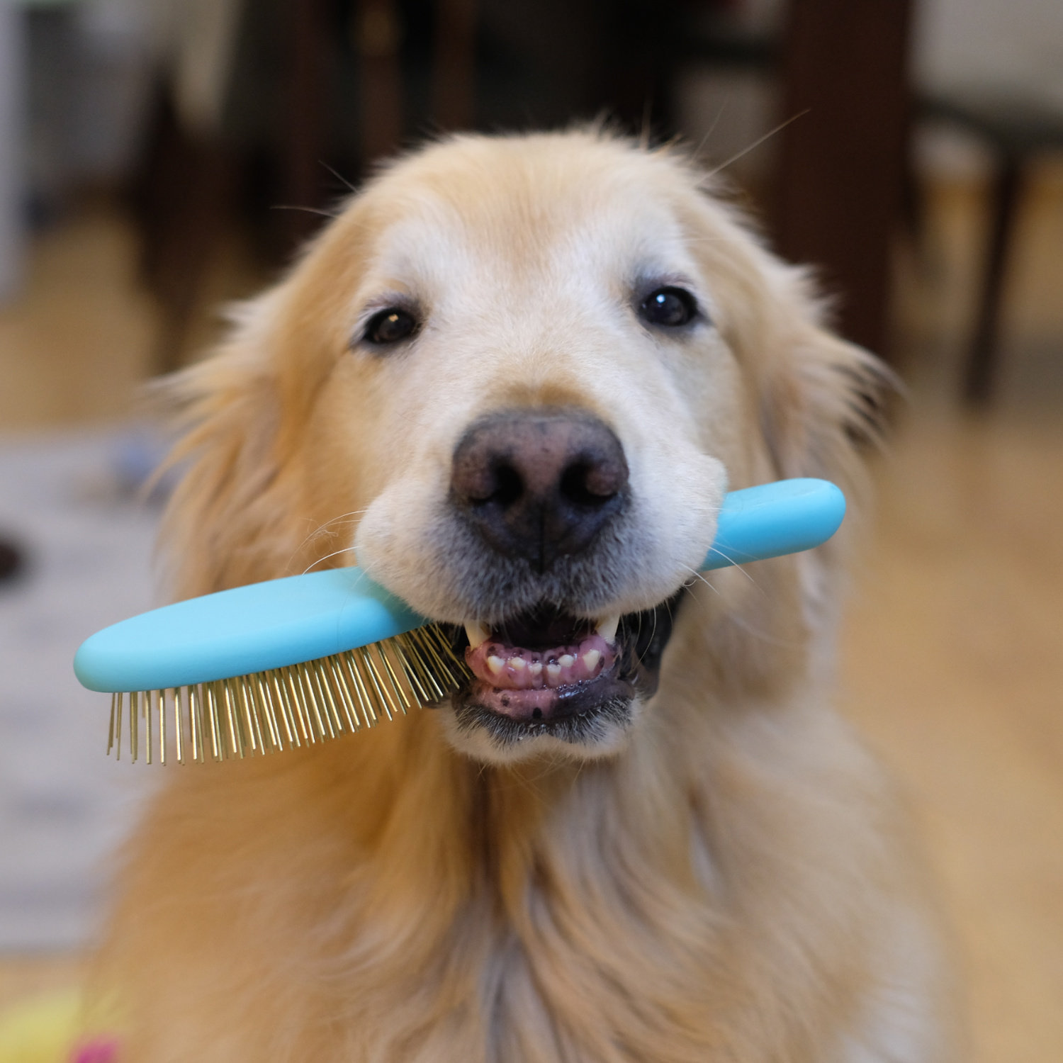 American christensen Christensen Golden Retriever Qibao home candy color round handle comb air cushion comb daily