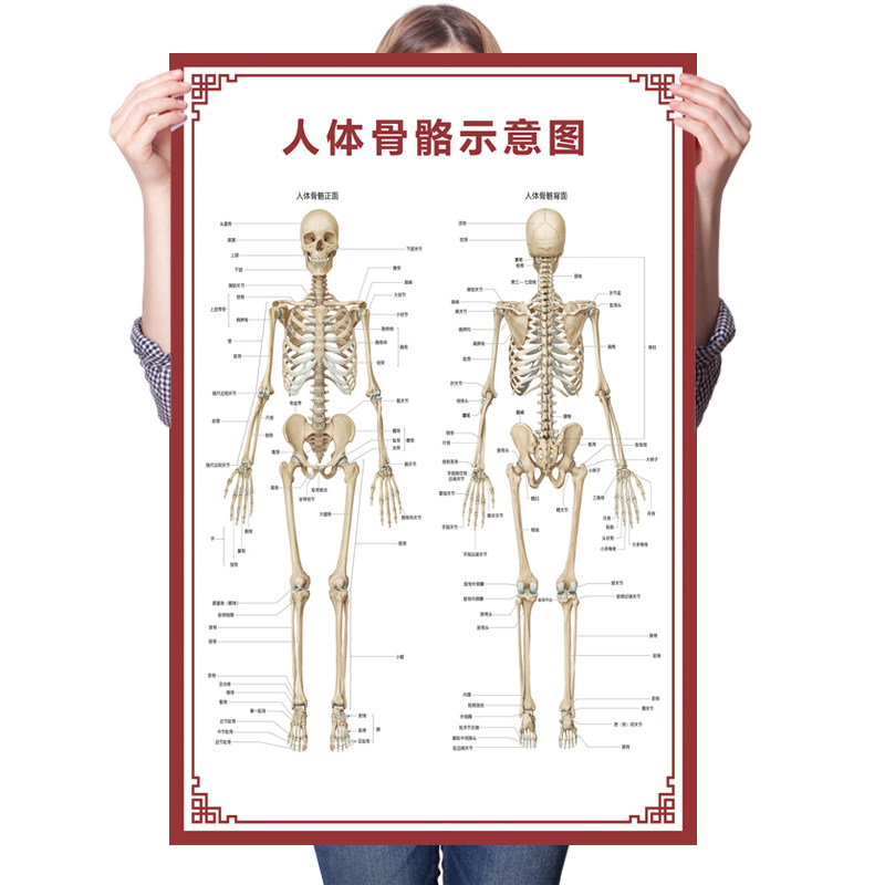 人体骨骼图大挂图器官示意图内脏结构图穴位图人体肌肉解剖图海报
