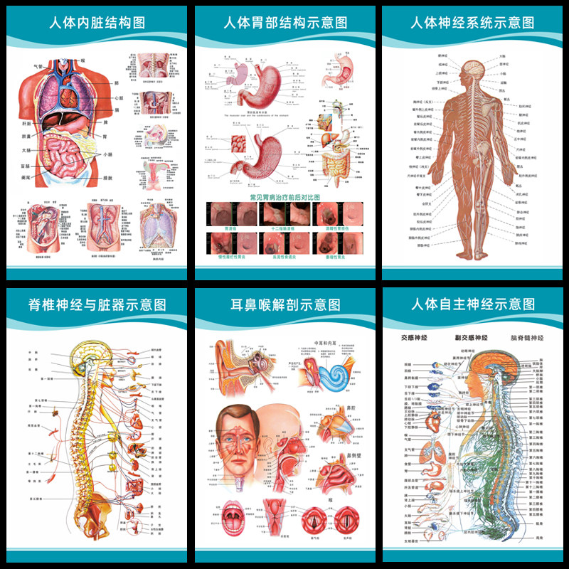 醫院用解剖圖 人體內臟分佈圖 內臟器官結構圖