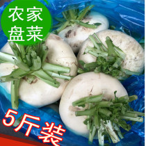 Wenzhou specialty farm fresh dish head flat radish head dish dish dish dish 5kg packed multi-province