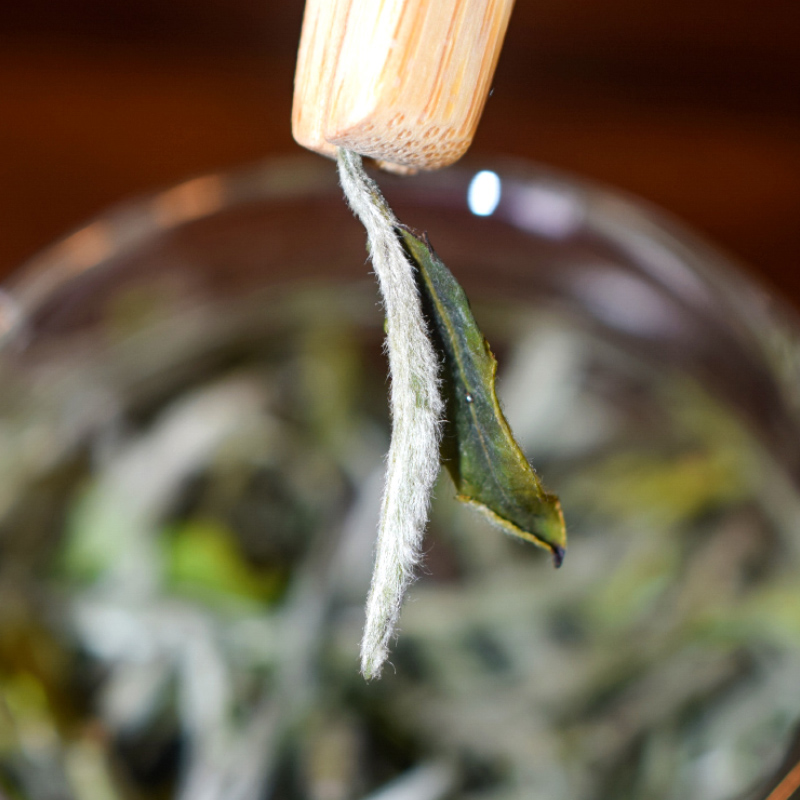 2020 First Mining Fuding Alpine Peony Wang Guan Yang Wild Great White Tea Special Front Bulk 50 gr Fujian