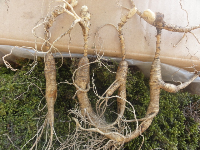 Shunfeng wild ginseng fresh wild ginseng fresh ginseng fresh ginseng year head foot 4 sticks Shunfeng