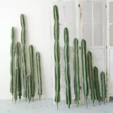 Сумма моделирования небаристого столба Столп Псевдо -Фак -Факский Тропический пустынный растения без шипов большие зеленые растения.