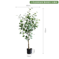 Небольшое растение в горшке с денежным деревом