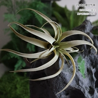 №2 спрей для травы «Белый иней»