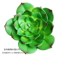 Суккулентное растение кувшинка большая