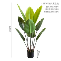 9-листный банан-путешественник высотой 1,2 м в горшке