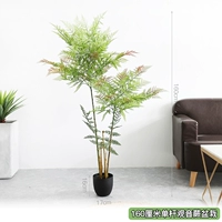 Чай Тегуаньинь, 160 см