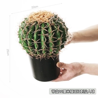 Принесите бассейн в 22 см в имплантированном бархатном красном ударе бессмертный мяч