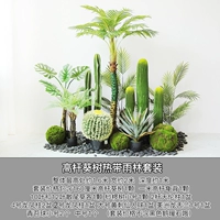 Высокие подсолнечные деревья разорвающие дождевые леса