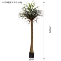 2-метровое серо-зеленое дерево крови мексиканского дракона