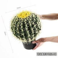 Средний желтый кактус с шипами в горшке