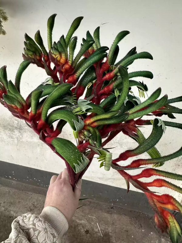 Australian Two-Color Kangaroo Paw
