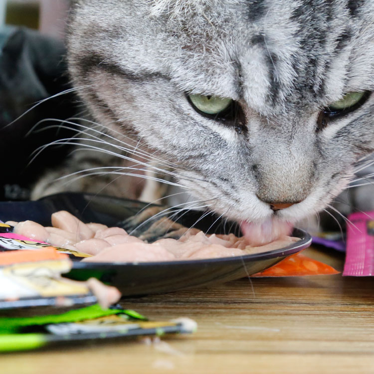 Renke Pet / Nhật Bản Sheba Shibao Cat Snacks Delicious Liquid Mud Mud 12gx4 Mèo Thức ăn ướt hạt anf cho mèo