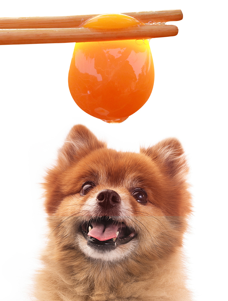 Gudeng dog chim cút trứng nổ bột 200g Bomei Satsu Teddy mèo làm đẹp tóc sáng tóc trắng tóc dinh dưỡng sản phẩm sức khỏe sữa cho mèo 3 tháng tuổi
